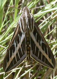 White-lined Sphinx White-lined Sphinx